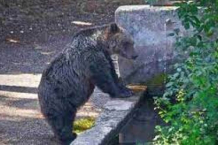 Una nuova orsa in giro per l'Abruzzo