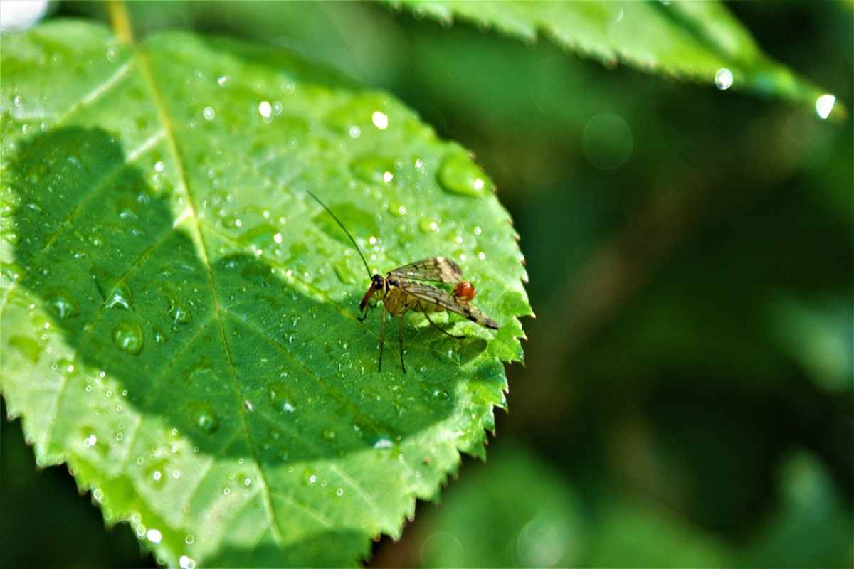 Pioggia e umidità influenzano la trasmissione delle malattie 