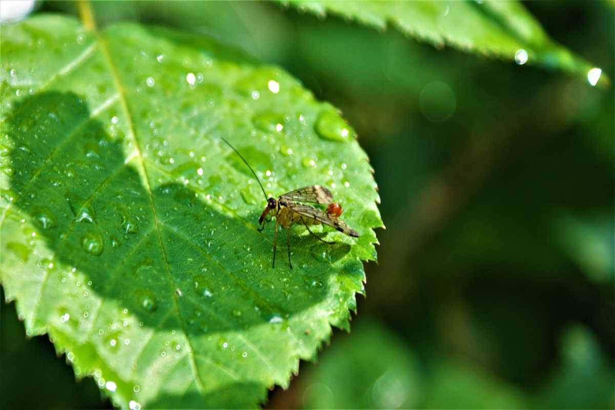 Pioggia e umidità influenzano la trasmissione delle malattie