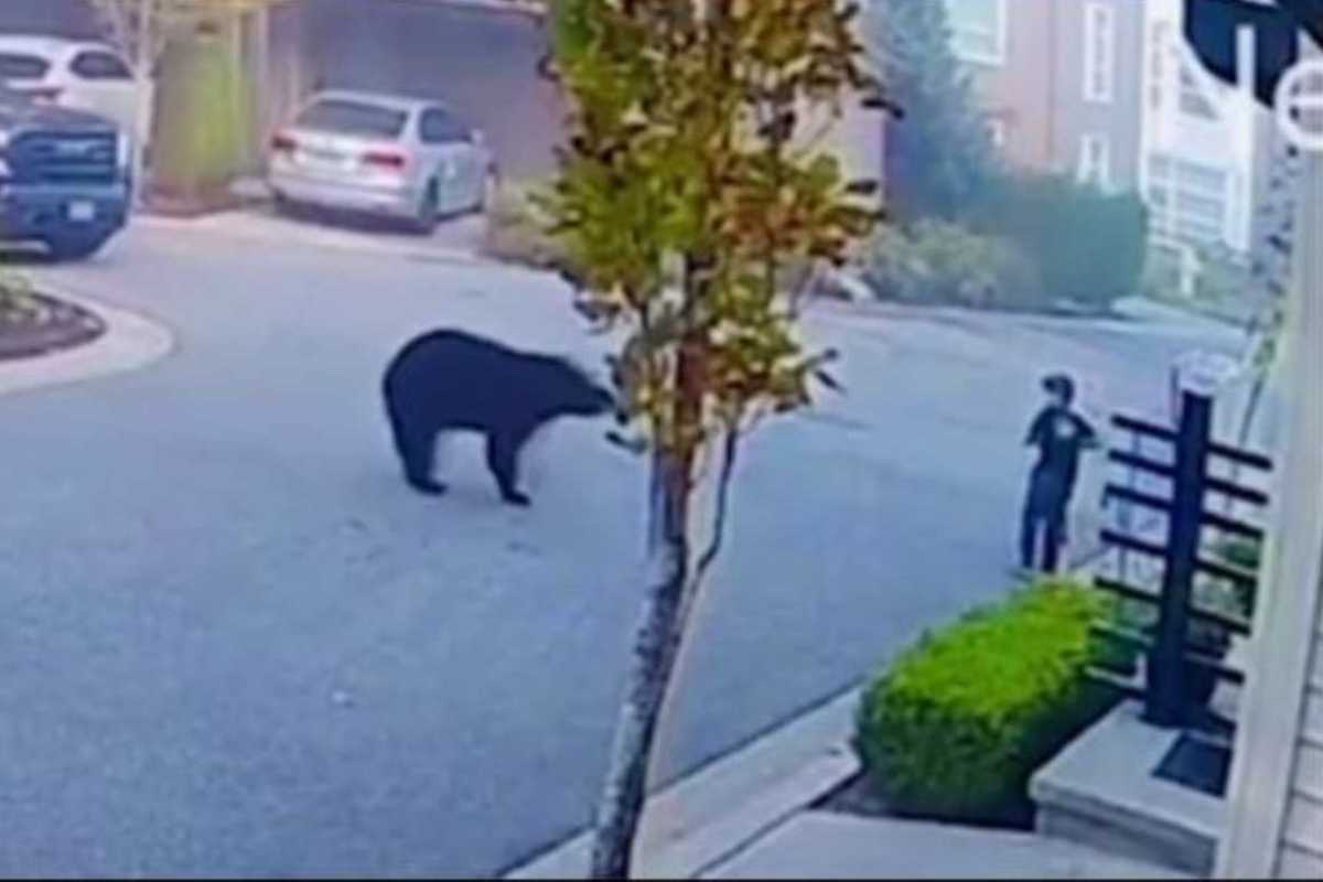 Orso bambino reazione