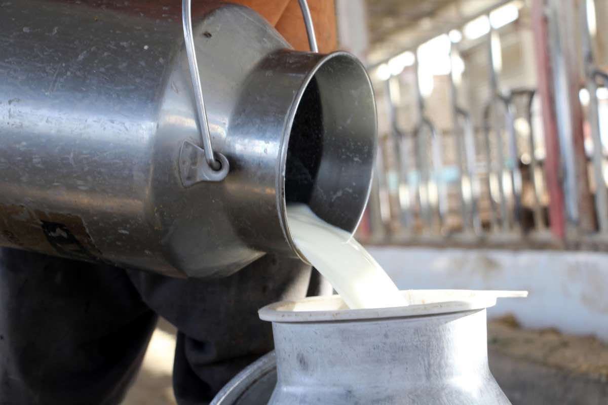 Il latte 'dopante' della Normandia scatena il panico nel mondo del ciclocross