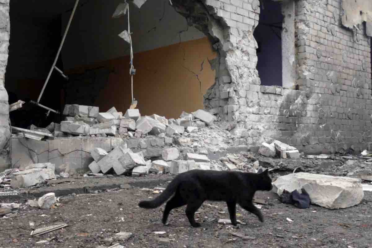 Ritrovato gatto in Giappone