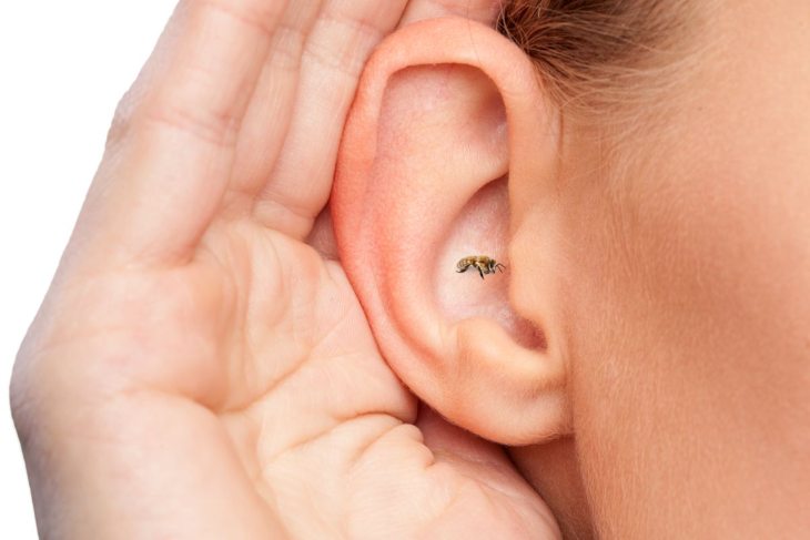 insetto orecchio