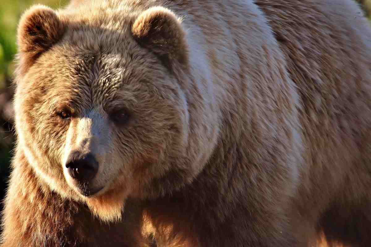 Orso bruno crea il panico in città