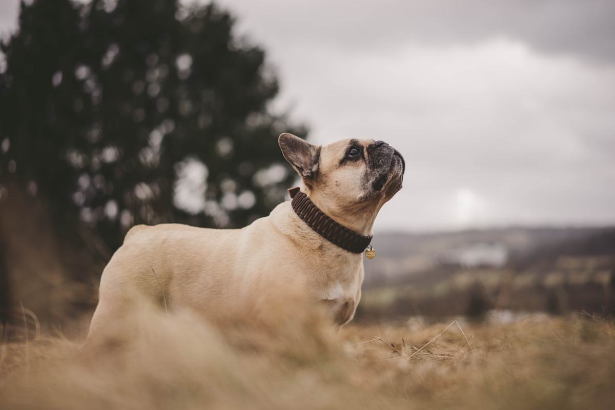 "Hanno sparato al mio cane!"