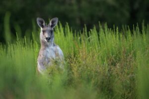 Canguro scappa da un privato: lo zoo “chiede il riscatto” per restituirlo
