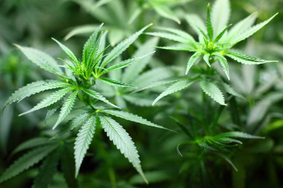 Cannabis legale in Germania