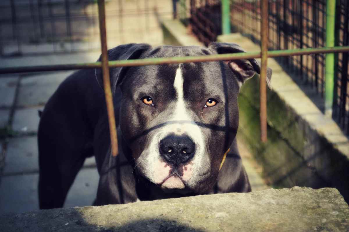 Cane scappa al padrone durante una passeggiata e morde 4 persone