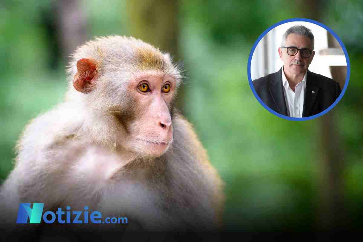 Virus B delle scimmie, Fabrizio Pregliasco ridimensiona la situazione: "Nessun allarme"