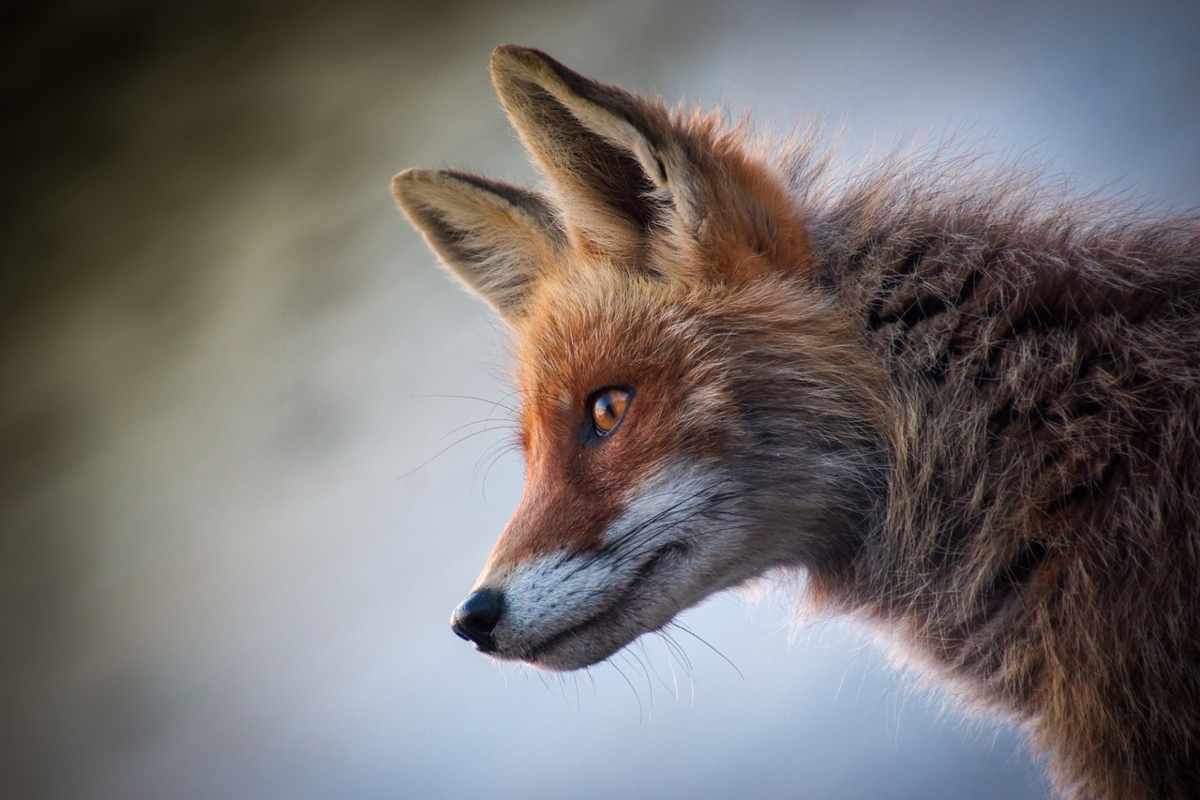 Volpi tra i primi animali domestici dell’uomo: lo studio degli archeologi