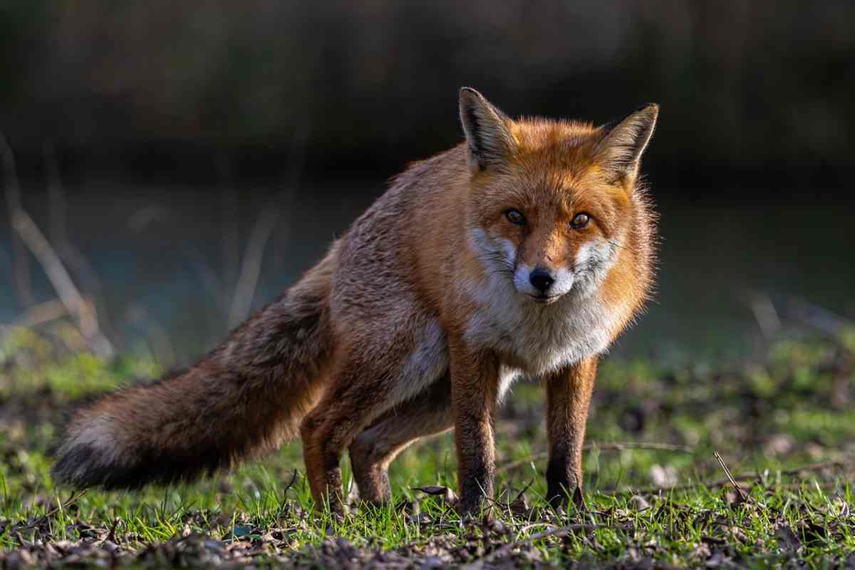 Le volpi prima dei cani?