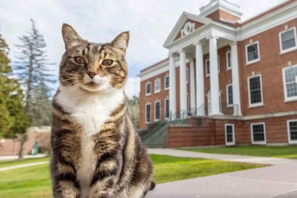 Laurea ad honorem per un gatto di un’università americana: ora è dottor Max