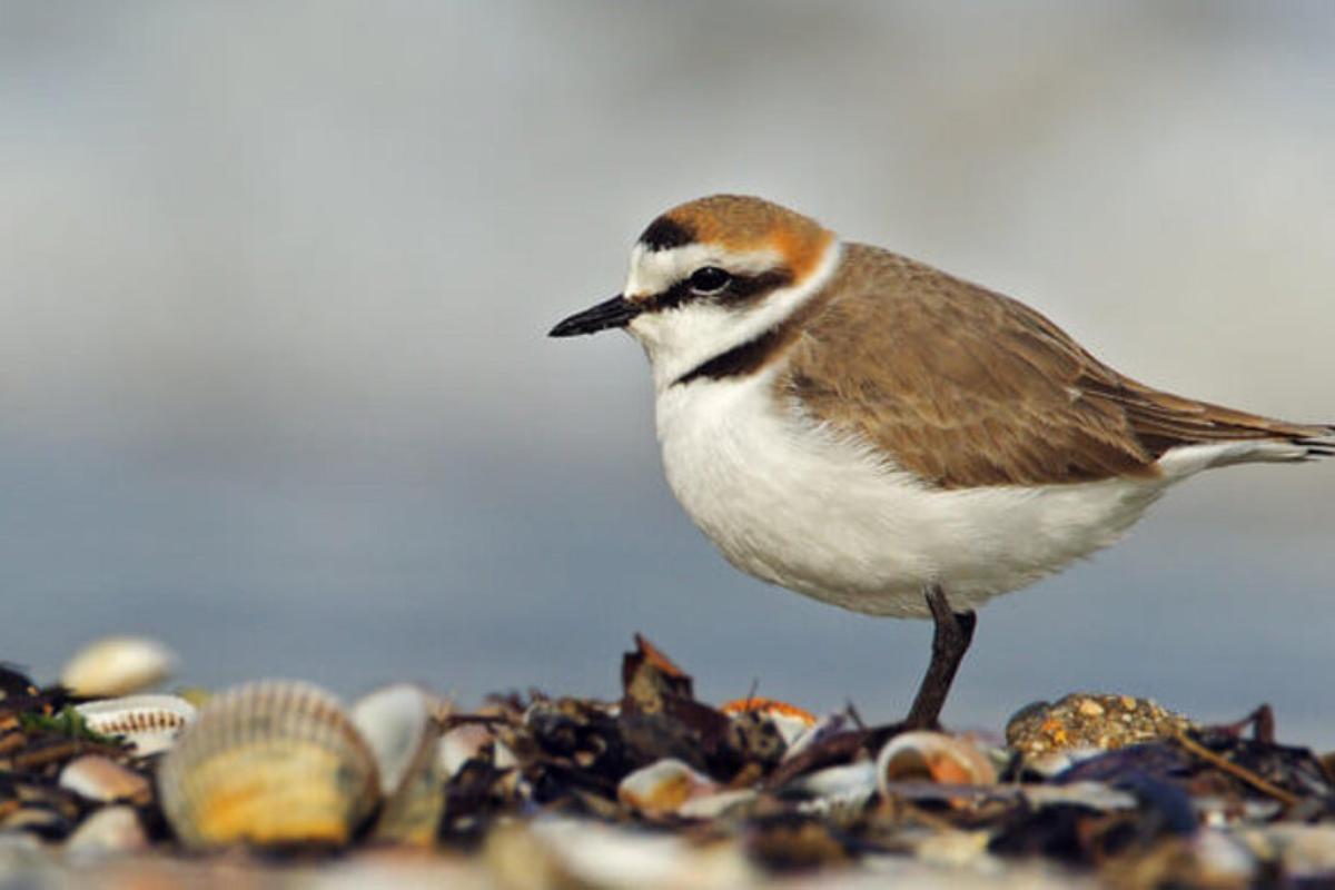 ambiente: specie a rischio estinzione