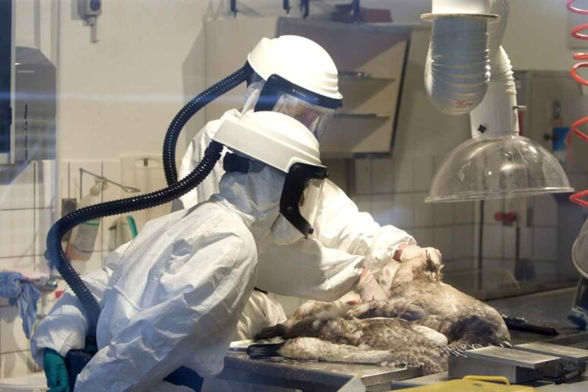 Aviaria, Lopalco: ‘sanità pronta contro rischio pandemico’
