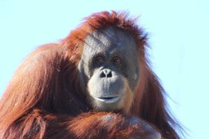 Orango si cura da solo: ferita guarita grazie a foglie di piante medicinali