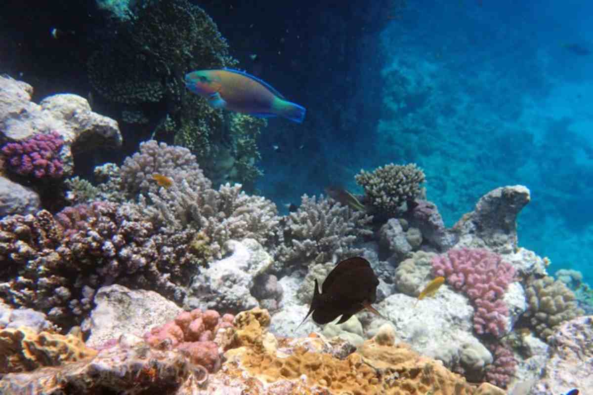 Biodiversità