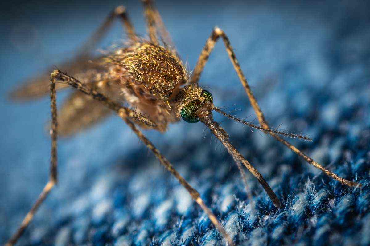 disinfestazione zanzare e insetti 