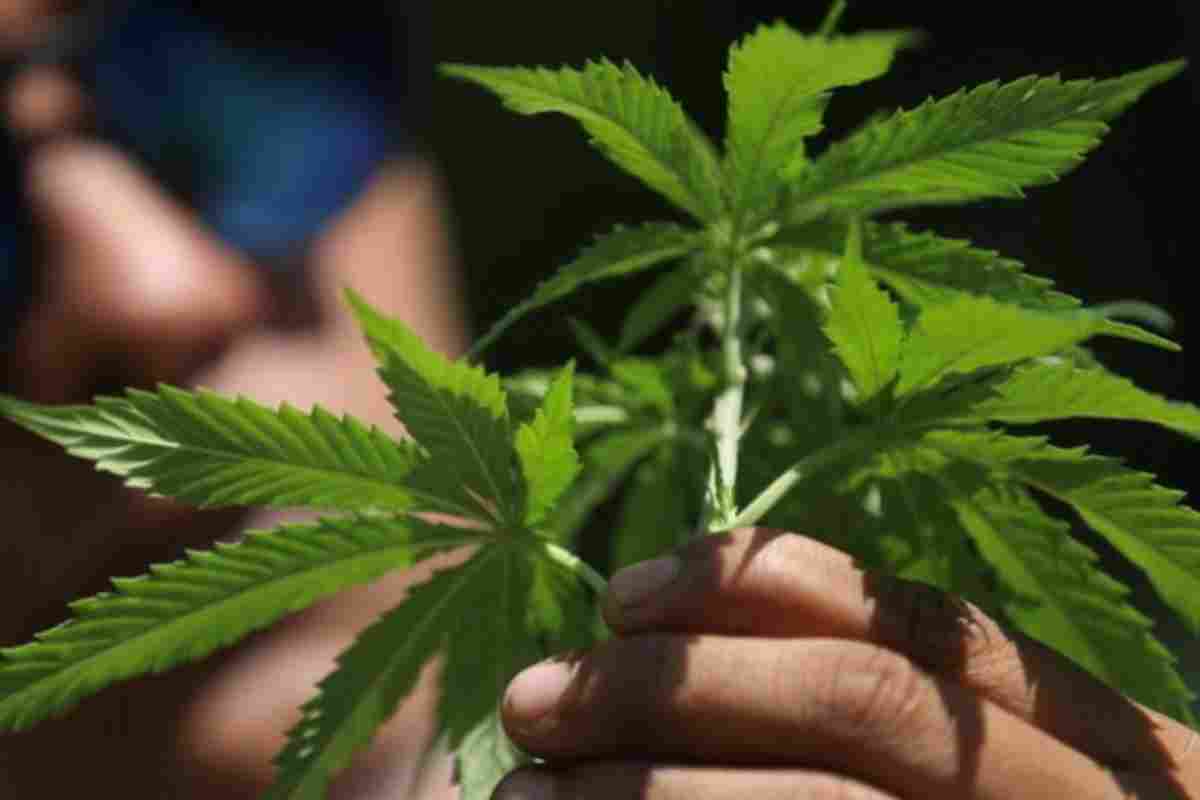 La Cannabis in Brasile