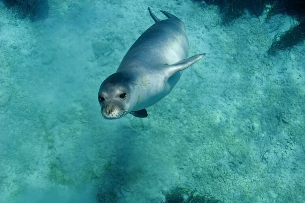WWF: giornata di monitoraggio sulla foca monaca