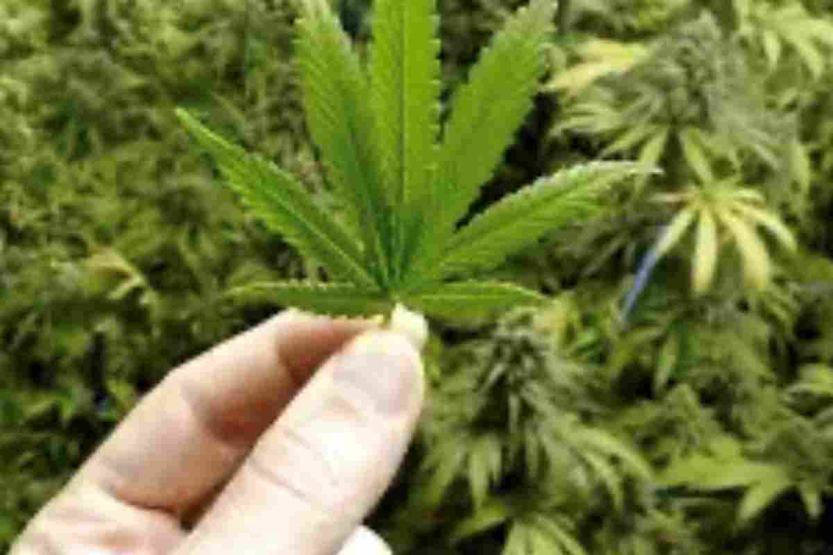 Il Brasile sulla Cannabis