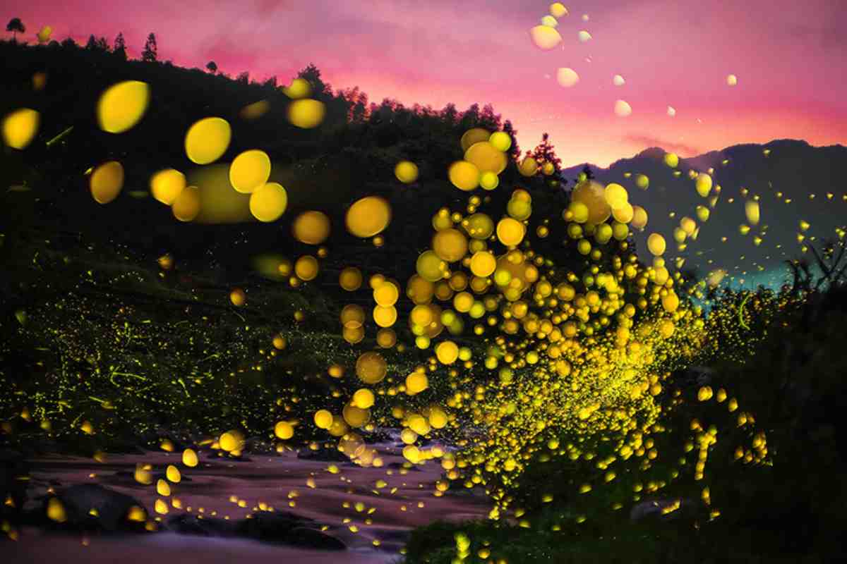 Incredibile: questi insetti ci dicono se le acque sono inquinate