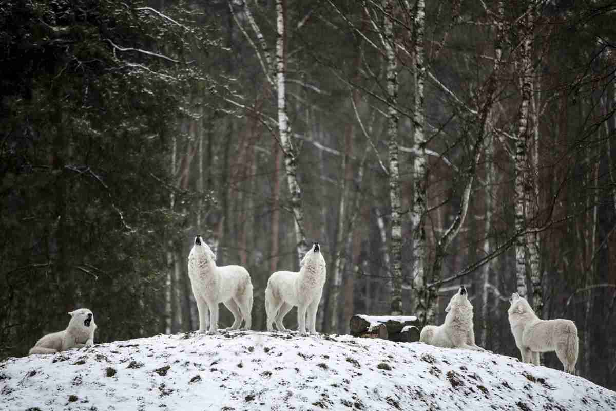 Due bambini con i loro cani sopravvivono per 4 notti in una foresta con lupi e orsi