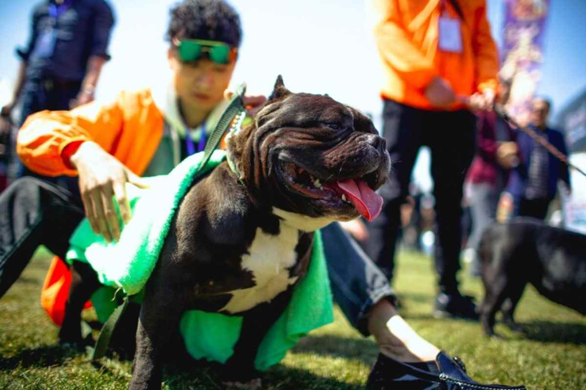 Cani assassini nell'esercito cinese