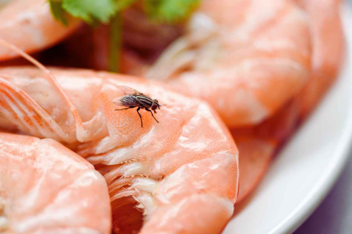Mosche sul cibo, tenerle lontano dalla cucina rimedi