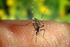 malattie trasmissibili zanzare insetti avvertenze