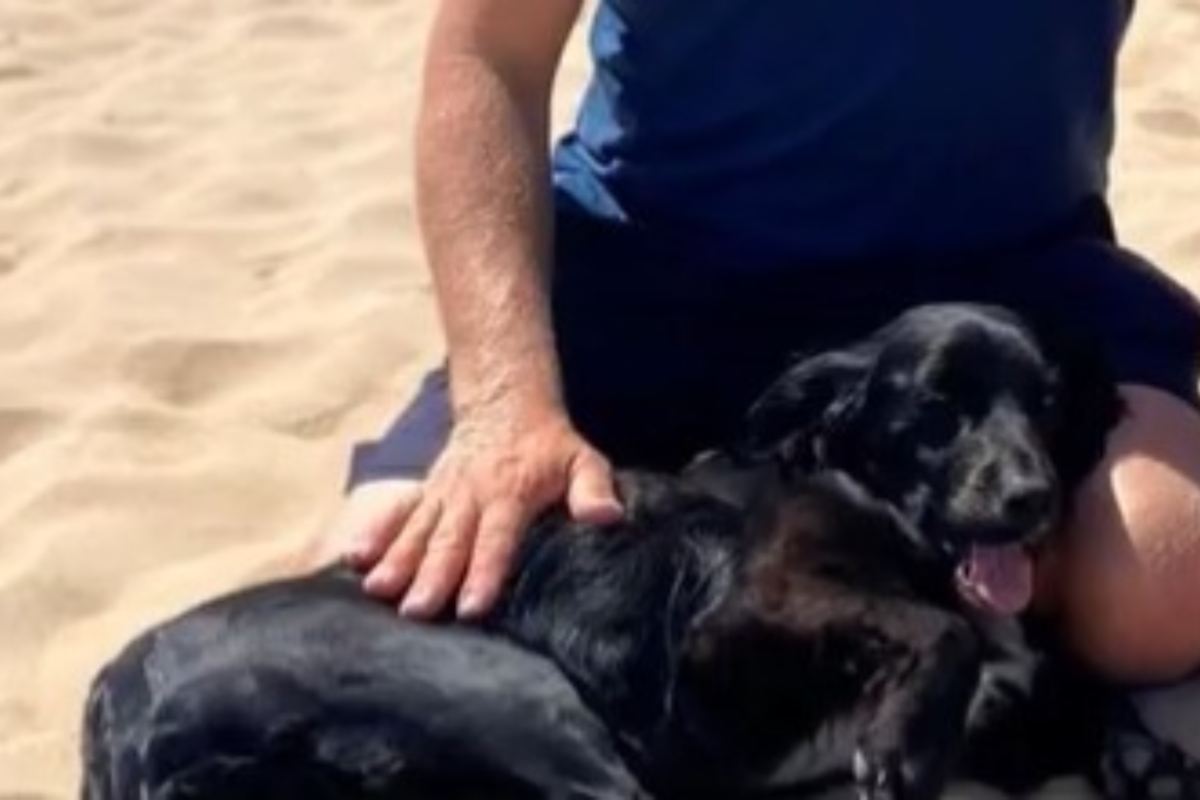 Cane a sei zampe trovato per strada: un intervento chirurgico gli salva la vita