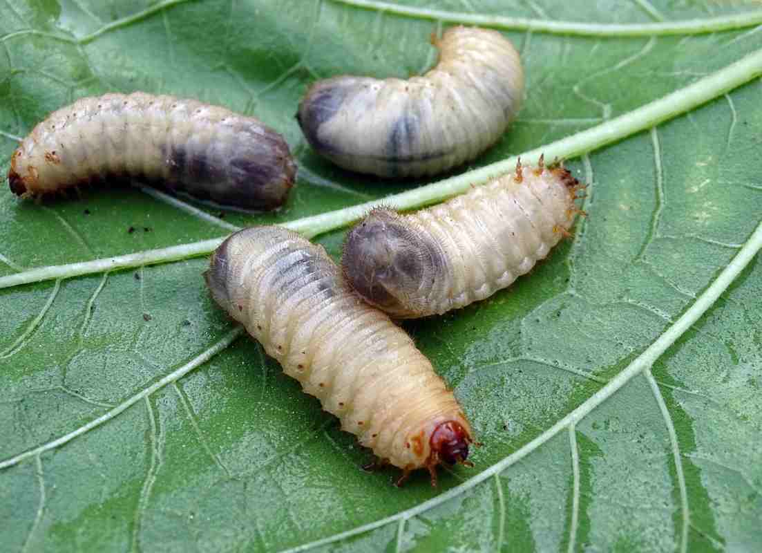 Più caldo, più vermi nella spazzatura: ecco come comportarsi