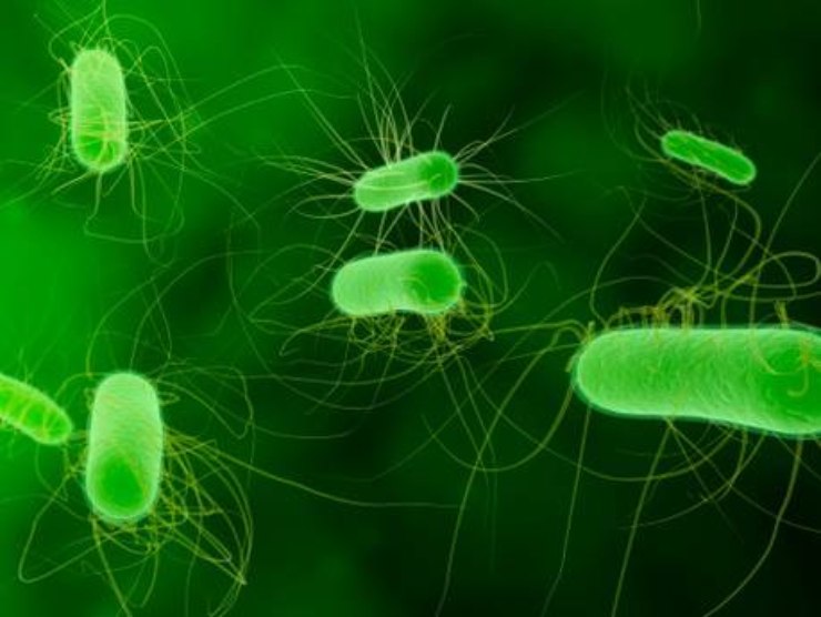 Alimenti a rischio listeria
