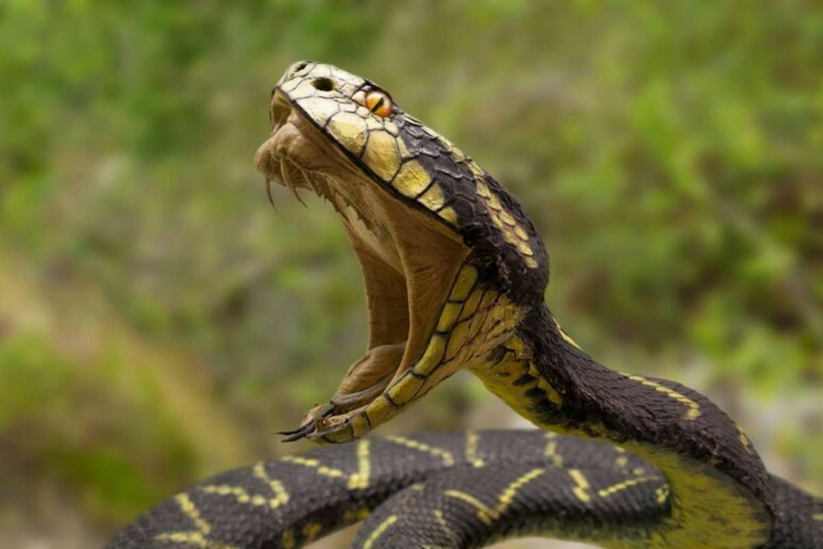Morso cobra