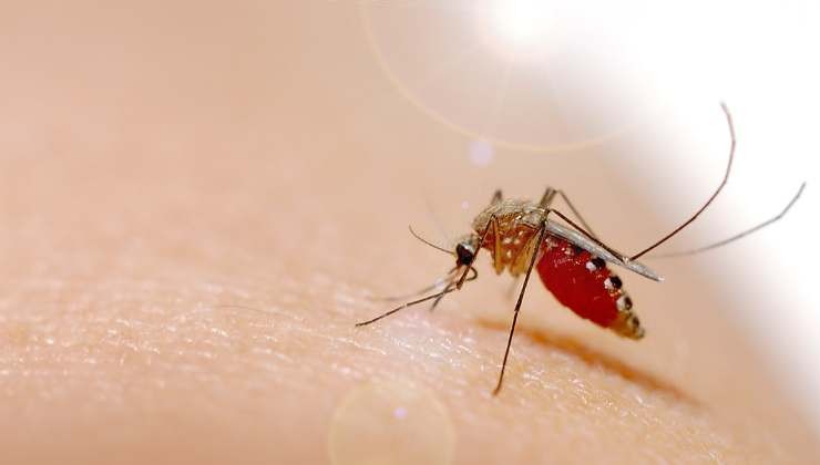virus Chikungunya