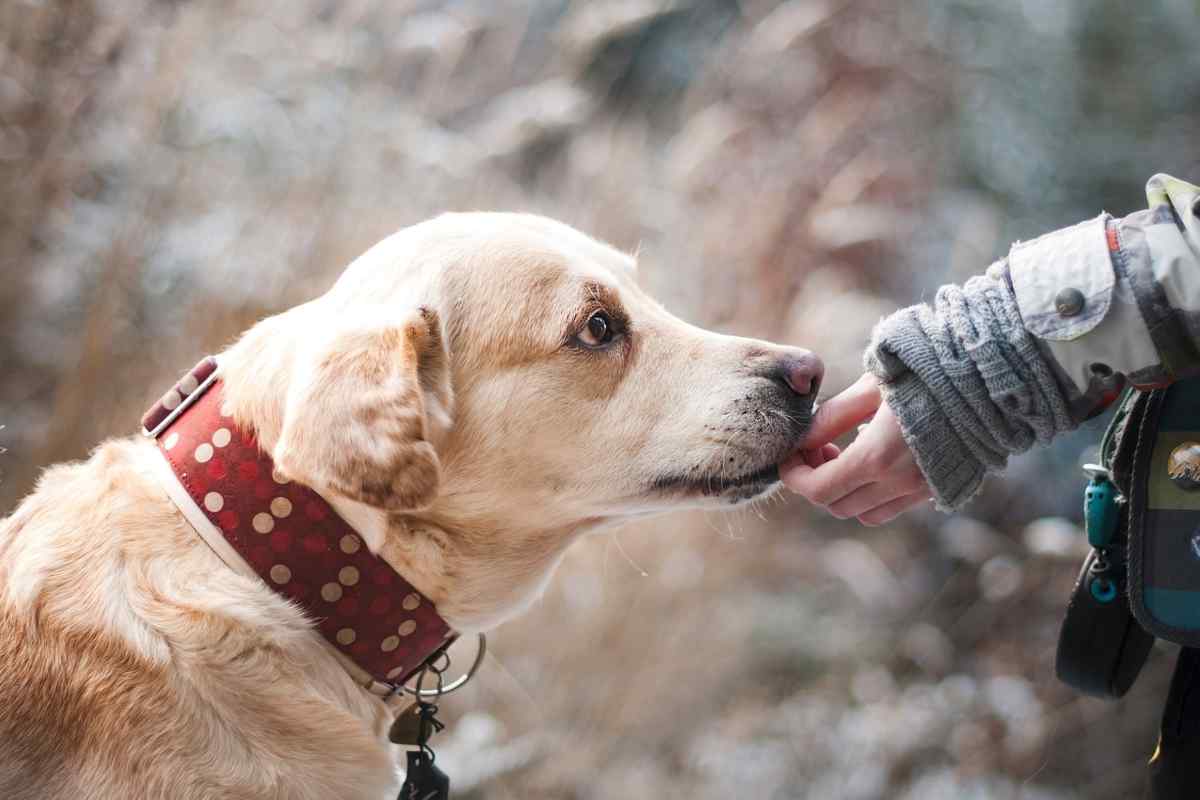 Va in vacanza e lascia il cane legato alla recinzione: interviene il rifugio per animali 