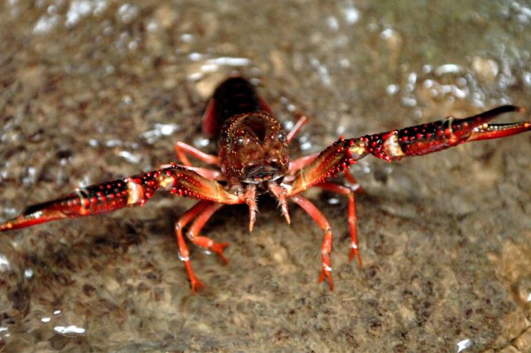 Specie aliene in Italia, il gambero della Louisiana