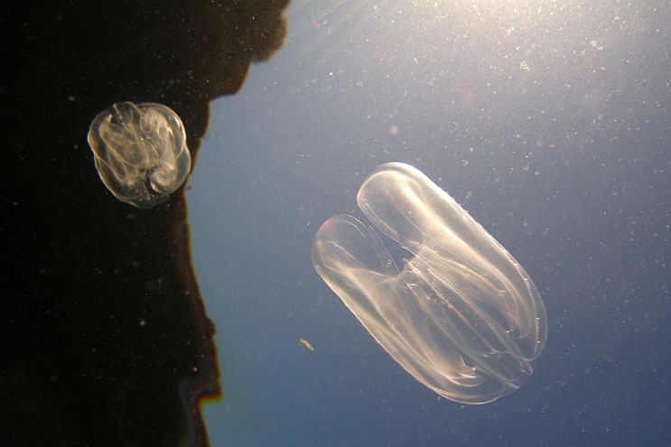 Allarme specie aliene in Italian: la noce di mare
