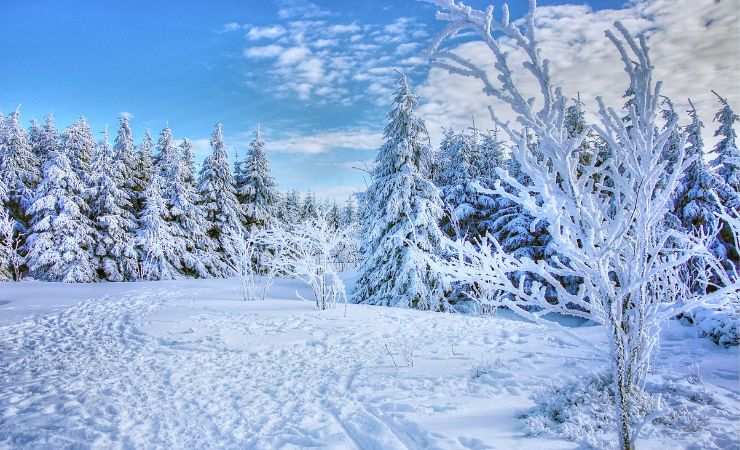 neve