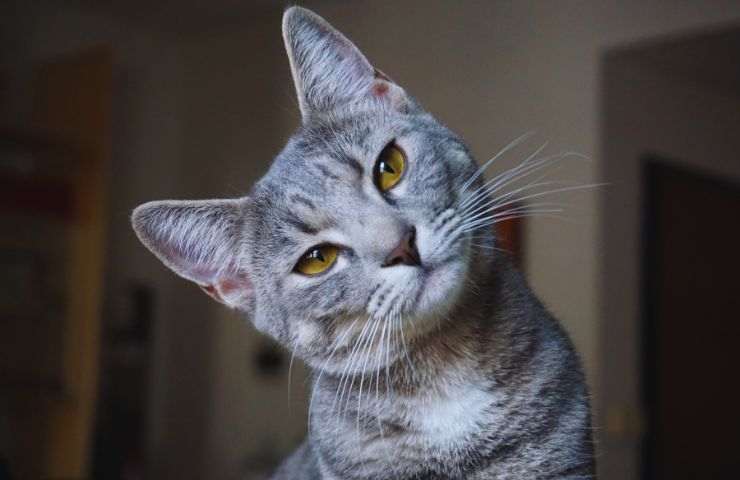 un gattino che guarda con la testa piegata