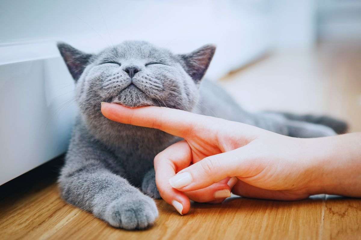 un gatto accarezzato da una persona