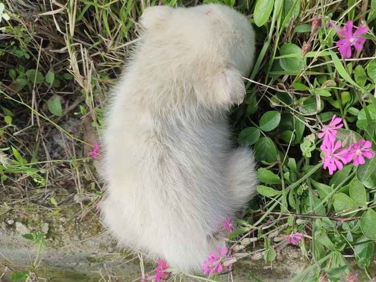 Cagnolino salvato