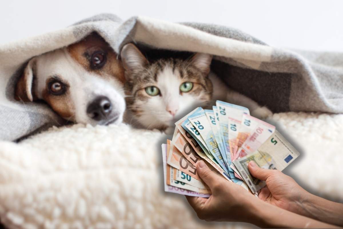 Cane e gatto soldi
