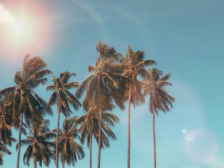 Palme in estate