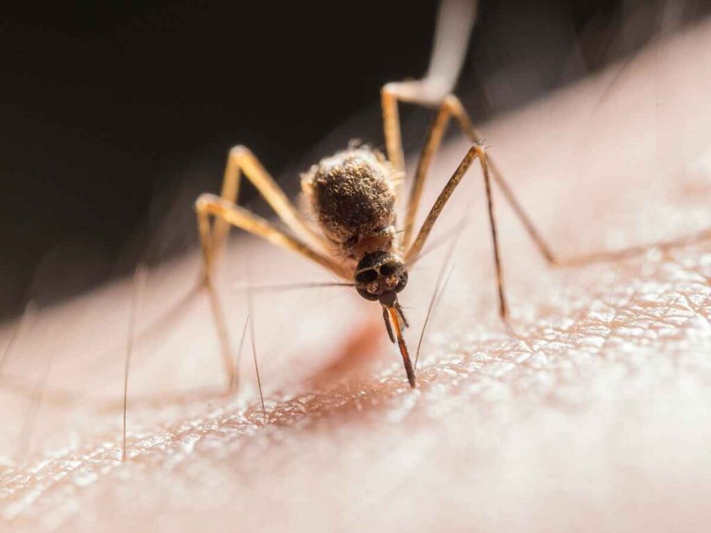 Zanzara malaria