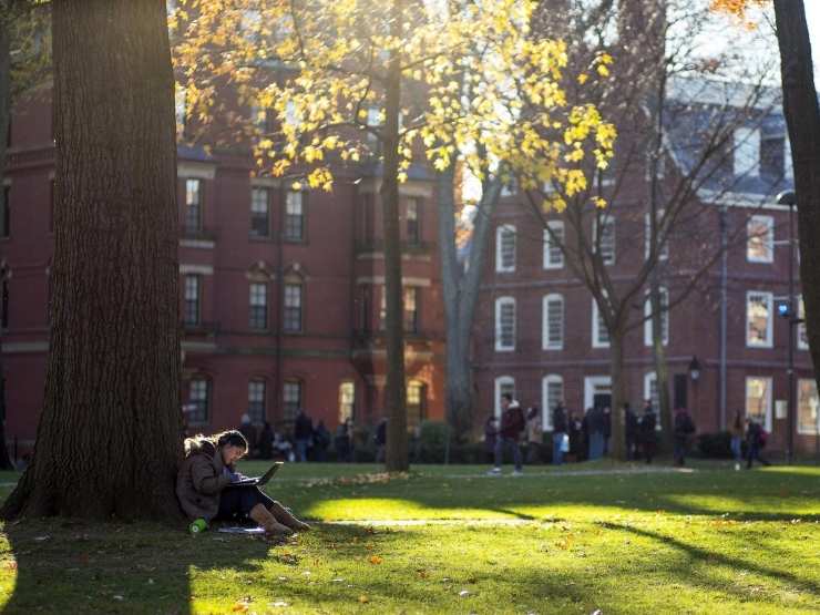 Una studentessa legge seduta sotto a un albero nel cortile dell'Università di Harvard