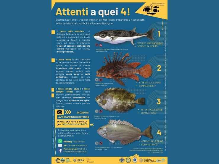 Attenti a quei quattro, la campagna di Ispra e Cnr