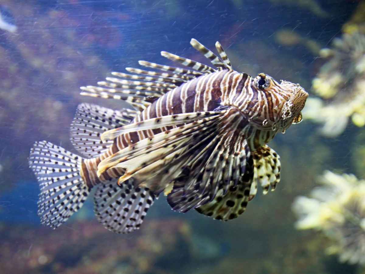 Specie aliene, nei mari italiani i pericoli tropicali salgono a quattro: c’è anche il pesce scorpione Specie aliene, nei mari italiani i pericoli tropicali salgono a quattro: c’è anche il pesce scorpione