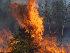 Incendi boschivi 2025 in Italia, allarme Ispra