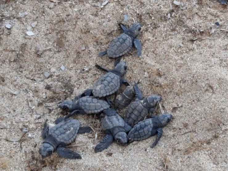 Piccoli di tartaruga caretta caretta
