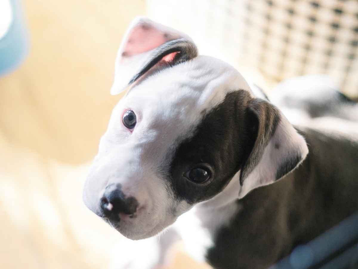 Stop alla vendita nei negozi, alle mutilazioni e sì al microchip: così l’Europa ripensa al benessere di cani e gatti Stop alla vendita nei negozi, alle mutilazioni e sì al microchip: così l’Europa ripensa al benessere di cani e gatti